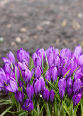 Obraz premium purple crocuses in the garden.
