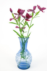 Dianthus carnations in a translucent vase. Vertical. Isolated.