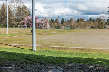 Field And Cherry Trees