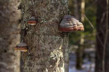    Древесный гриб растёт на старом, сухом дереве. The wood...