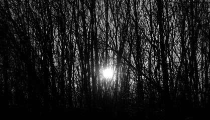 Rays of the winter setting sun through the trees without foliage