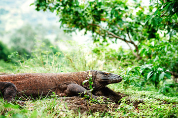 The Komodo dragon, Varanus komodoensis, the large lizard lying on a ground. Komodo National Park, Flores, Indonesia
