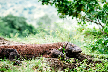 The Komodo dragon, Varanus komodoensis, the large lizard lying on a ground. Komodo National Park, Flores, Indonesia