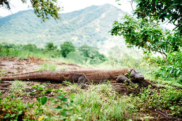 Fototapeta premium The Komodo dragon, Varanus komodoensis, the large lizard lying on a ground. Komodo National Park, Flores, Indonesia