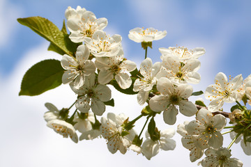 Kirschblüten