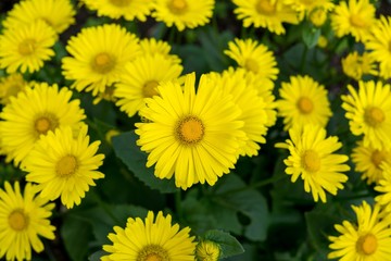 Yellow coltsfoot spring flowers. Slovakia