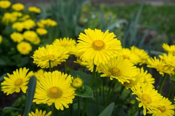 Yellow coltsfoot spring flowers. Slovakia