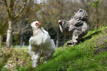 Brahma Hennen im Auslauf