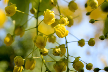 Blur and soft focus for background, ratchapruek flowers, Golden shower or Cassia fistula beautiful background