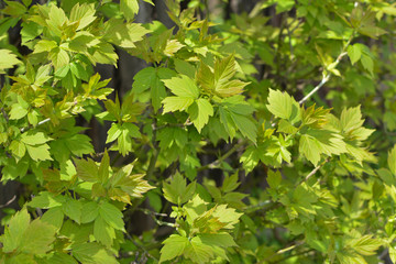 Background. Bush with green leaves.