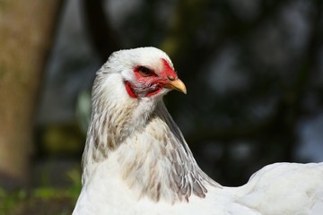 Brahma Henne Portrait