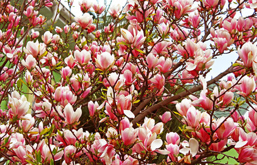 Magnolia tree blossom