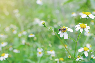 Bee working on wild weed flower field, Spanish needles, in morning sunlight of spring season.