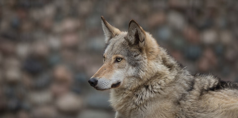 Portrait of a wolf close up