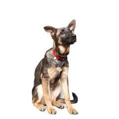Obraz premium puppy shepherd on a white background looking sad in front of him