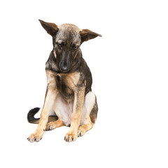 puppy shepherd on a white background interested looks down