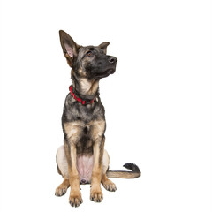shepherd puppy sitting on white background