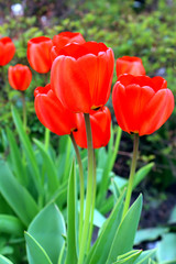 Red tulips in the spring garden