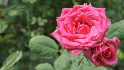 Red roses close up. Background.