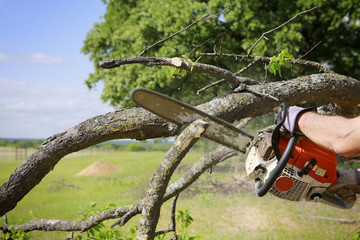 Professional is cutting trees using an electrical chainsaw 