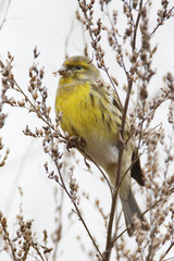 European serin (Serinus serinus) feeding, the Netherlands