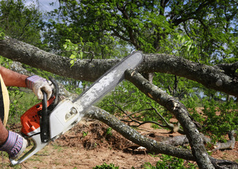 Professional is cutting trees using an electrical chainsaw 