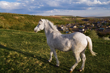 A light gray peasant horse on a hill in the background of a village and sky with clouds. At sunset.