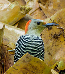 Woodpecker