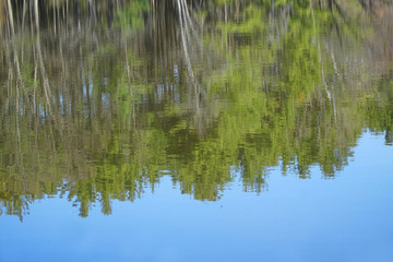 spring forest reflecting in tranquil lake water surface