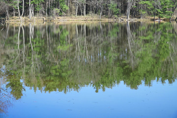 Obraz premium spring forest reflecting in tranquil lake water surface