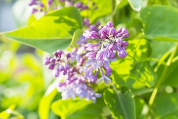 Fototapeta na wymiar Blossoming lilac flowers buds in spring