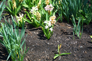Obraz premium close up on flower bed with new grown flowers in spring