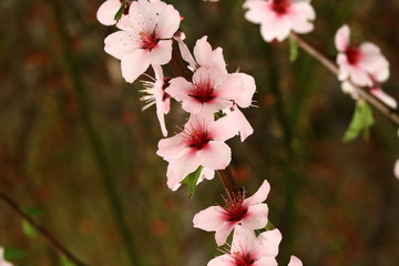 Obraz premium peach blossom