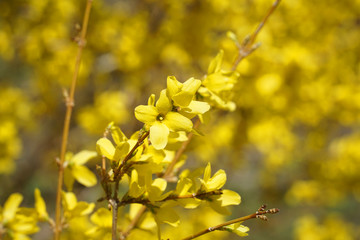 yellow forsythia flower blooming in spring
