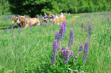 blooming lupine flower in wild area and horse wagon in meadow