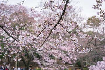 春の井の頭公園１