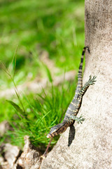 Little lizard sitting on the tree trunk. Close-up