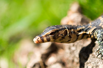 Little lizard sitting on the tree trunk. Close-up