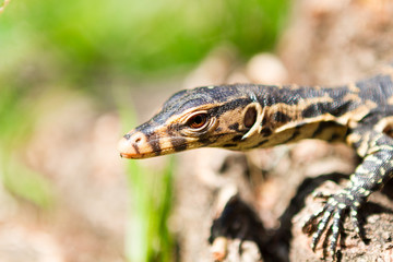 Little lizard sitting on the tree trunk. Close-up