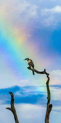 Rainbow and Bird