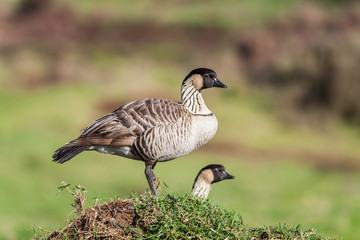 Hawaiian goose, Nene, in the countryside