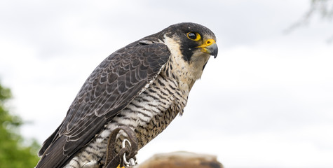 Portrait of a sitting falcon