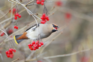 Bohemian waxwing (Bombycilla garrulus) on branch, the Netherlands