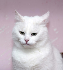 Big white cat