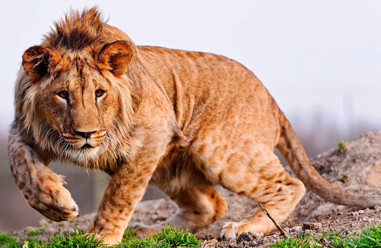 Lion Hunting Images – Browse 48,898 Stock Photos, Vectors, and Video | Adobe Stock Lion Hunting Images – Browse 48,898 Stock Photos, Vectors, and Video | Adobe Stock