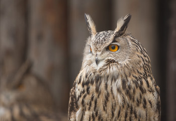 eagle-owl
