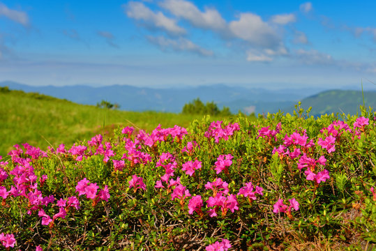 Rhododendron in summer mountains © denis_333