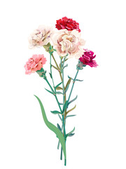 Obraz premium Bouquet of carnation schabaud, white, pink, red flowers, bud, green stem, leaves on white background, isolated, composition for Mother's Day, Victory day, digital draw, vintage illustration, vector