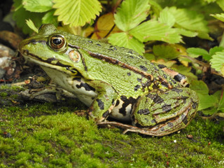 Water Frog