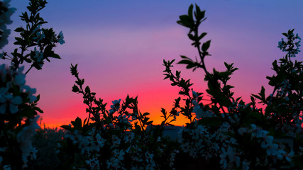 Blossoming apple trees shaded at twilight sunset in the spring season.